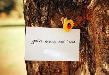 What I need - wood, message, photography, tree, text