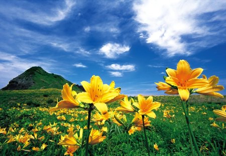 Mountain flowers - nice, sky, freshness, greenery, field, meadow, yellow, pretty, clouds, green, grass, fresh, mountain, summer, lovely, nature, blue, beautiful, flowers