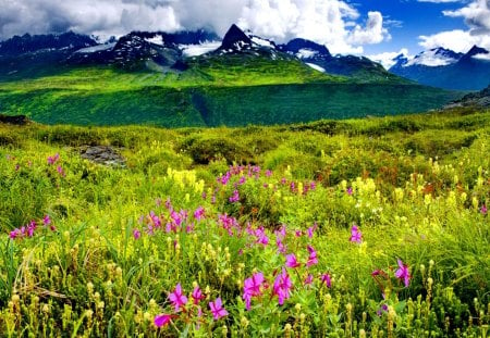 Mountain delight - summer, beautiful, harmony, grass, field, floral, nature, mountain, delicate, greenery, meadow, pretty, flowers, delight, sky, peaks, nice, clouds, slopes, lovely, calm, green