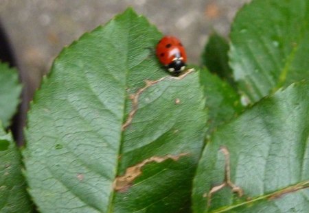 Ladybug on Rose Leaf - ladybug, nature, green, leaf