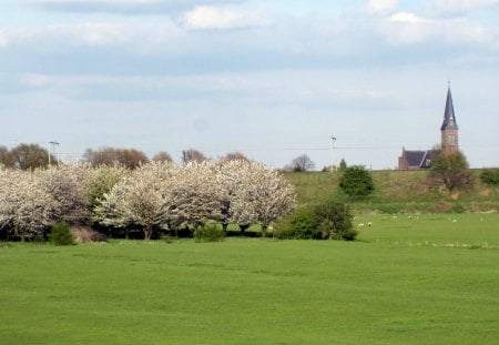 Countryside - trees, nature, blossom, grass, church, pink