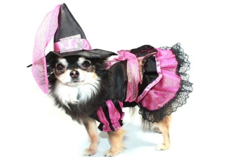 Ready for Halloween - costume, funny, witch, halloween, sorceress, dog, pink, animal, cute, dress