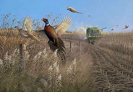 PHEASANTS - hunting, fields, pheasants, country