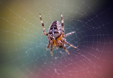 Spider web - nature, yellow, ginger, spider web, halloween, insect, orange