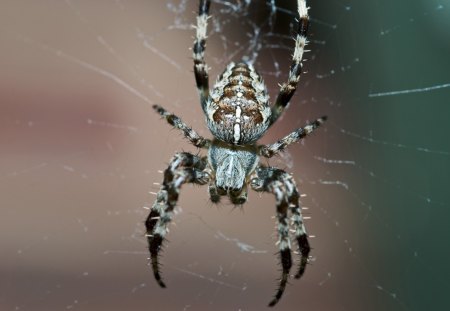 Spider - nature, web, spider halloween, insect