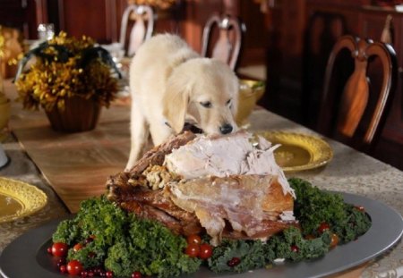 Everybody Loves Turkey - on a table, dog, eating turkey, animals