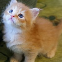 cute kitty