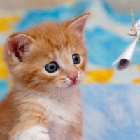 playing kitty