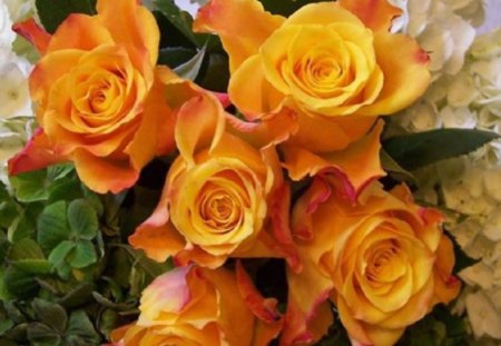 Sweet Yellow Roses - white, nature, yellow, roses, flowers