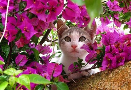 Kitty Peeking through the Posies