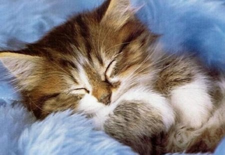 Soft and Cuddly Sleepy Time - fuzzy, kitten, sleeping, tiger and white, animals