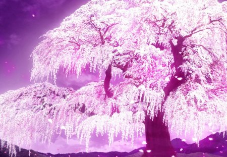 Cherry Blossom Tree - cherry blossom, sakura, magic, purple, pink, tree