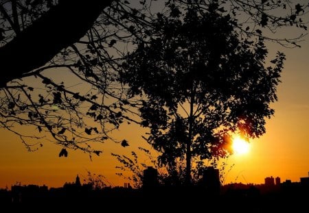 Red Sunset - nature, sun, red, city, tree, sunset