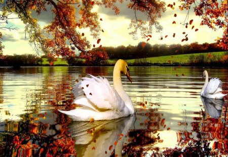 yellow leaves and autumn