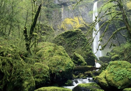 elowah falls columbia river gorge oregon - trees, stream, waterfalls, moss, rocks