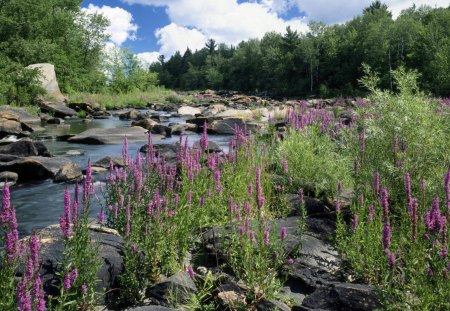 chequamegon national forest wisconsin - flowers, stream, forest, rocks