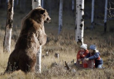 Hey, Kids! You Got Any Food? - forest, animal, bear, grass