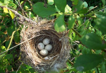 *** Bird's nest *** - gniazdo, natura, drzewo, ptasie