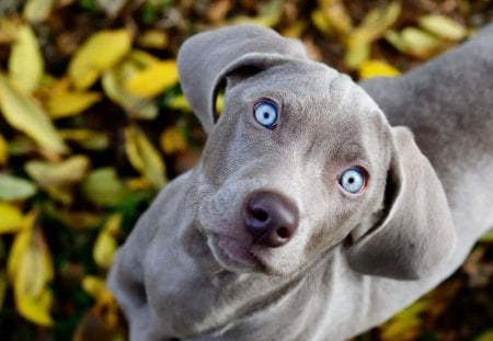 ***Beautiful blue-eyed WEIMARANERS  *** - zwierzeta, krotkowlosy, niebieskooki, weimaraners