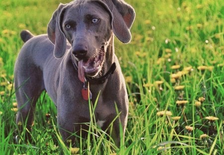  ***Beautiful blue-eyed WEIMARANERS  ***  - krotkowlosy, niebieskooki, zwerzeta, weimaraners