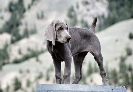 *** WEIMARANERS *** - szary, zwierzeta, psy, weimaraners