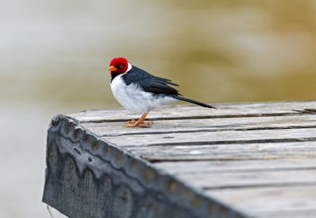 *** Red Capped Cardinal *** - czubaty, kardynal, ptaki, zwierzeta