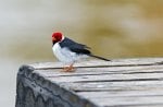 *** Red Capped Cardinal ***