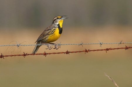 *** Eastern Meadowlark *** - ptak, piekny, zwierzeta, ptaki