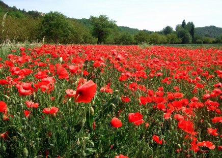 *** Meadow of poppies *** - kwiaty, natura, laka, makow