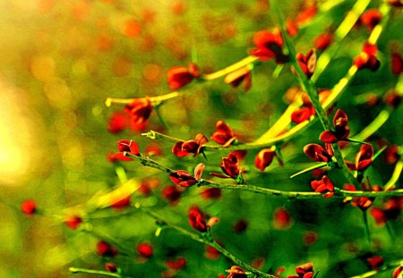 AUTUMN LEAVES - leaves, branches, nature, autumn