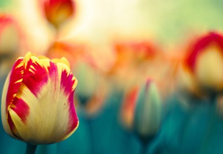 Red-Yellow Tulips - nature, flowers, yellow, red