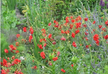 Flowers Garden - flowers, nature, red, garden