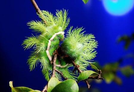 Green Insect - nature, insects, animals, leaves, plants