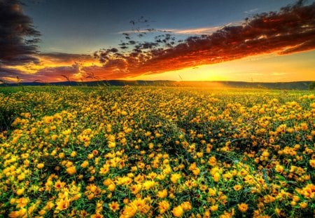 Sunrise meadow - pretty, yellow, sundown, grass, meadow, sunrise, flowers, field, golden, nice, sky, sun, clouds, sunlight, beautiful, beauty, lovely, glow, nature, sunset, rays, delight, shine