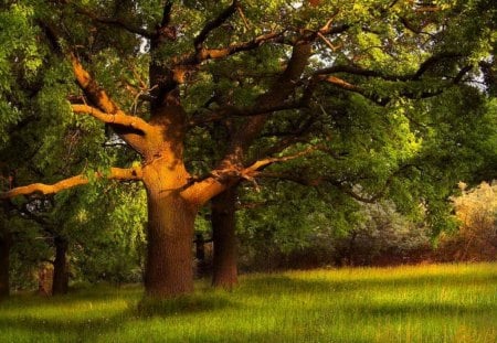 Forest trees - summer, forest, pretty, beautiful, branches, grass, wood, nice, lovely, trees, nature, calm, green