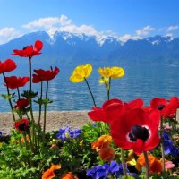 Flowers near lake