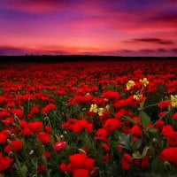 Poppy field at sunset