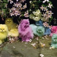 colorful cats