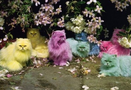 colorful cats - pink, beautiful, cat, yellow, persian, blue, green