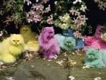 colorful cats