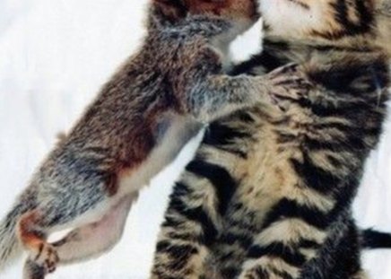 A Squirrel and a Kitten - love, squirrel, kiss, animals, kitten