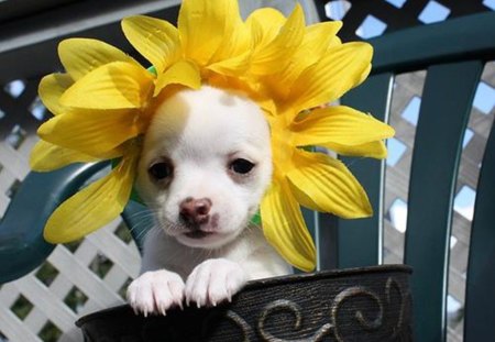 cute Puppy - white, fun, sunflower, hat, puppy, sweet