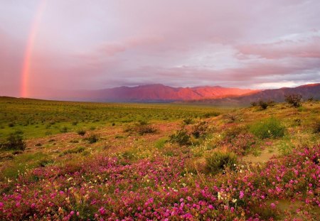 Landscape - rainbow, landscape, alpine, mountain, red, wild, field, flowers