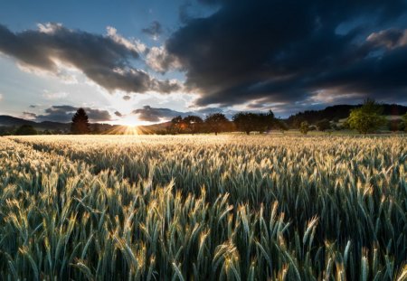 Field of wheat - nature, sky, dark, wheat, clouds, field, sunrise