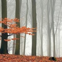 autumn forest