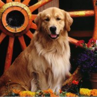 Golden Labrador Sitting In Gardenâ™¥