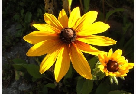 ♥     Sunshine Flower     ♥ - yellow flower, nature, summer, garden, sunshine, flower