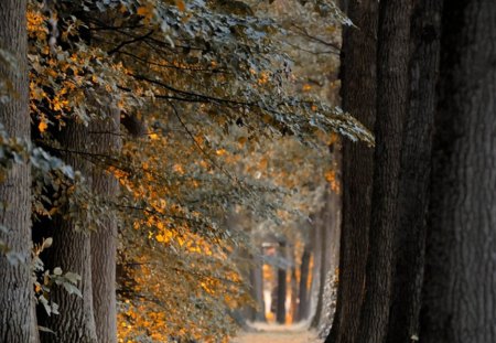 beautiful landscape - fall, trees, passage, gray, road, orange