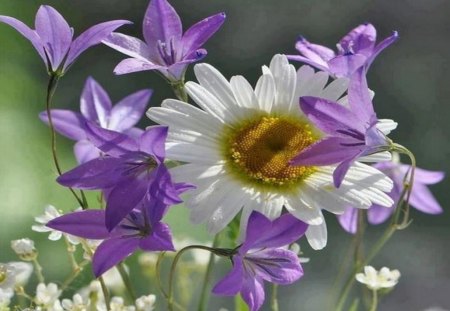 daisy - daisy, field, bluebell, summer