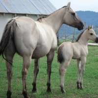 Beautiful Gray Mare and Foal